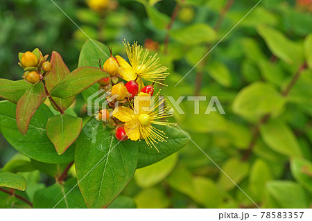 黄色いヒペリカムの花 コボウズオトギリ の写真素材