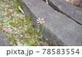 小さい花 78583554