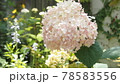 アジサイ 78583556