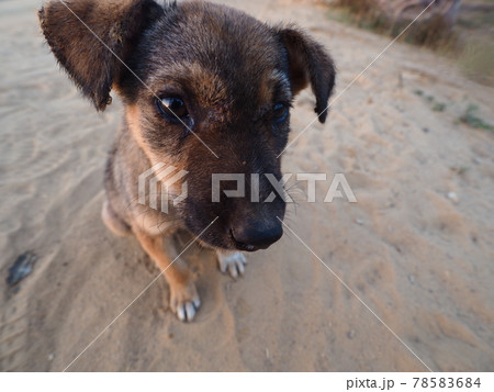 マダガスカルのバオバブ街道 マダガスカルのバオバブ街道 78583684
