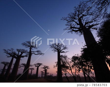 マダガスカルのバオバブ街道 78583703