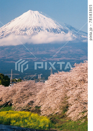 満開の桜並木,菜の花と富士山の縦画像の写真素材 [78583805] - PIXTA