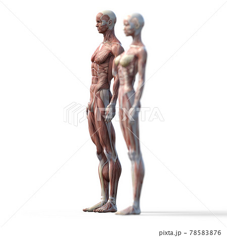 筋肉標本 男女 男性フォーカス 全身 斜め前 Perming3dcgイラスト素材のイラスト素材