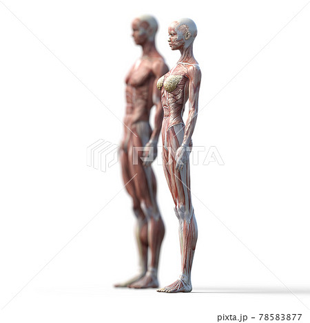 筋肉標本 男女 女性フォーカス 全身 斜め前 Perming3dcgイラスト素材のイラスト素材