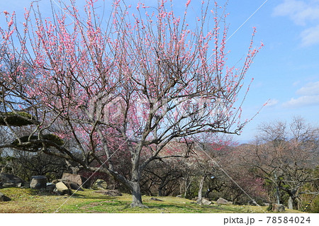 世界の梅公園 世界の梅公園 78584024
