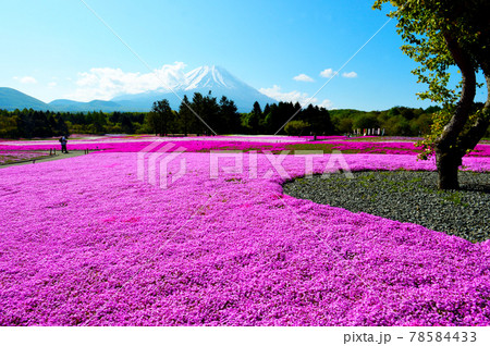 一面ピンク色に染まるシバザクラと富士山 78584433