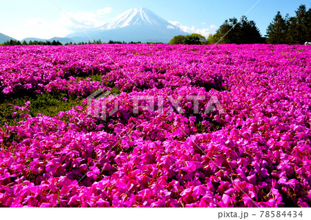 一面ピンク色に染まるシバザクラと富士山 78584434