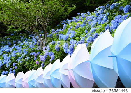 紫陽花と傘　＜法多山＞ 78584448
