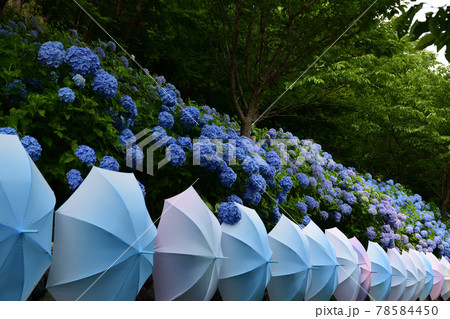 紫陽花と傘　＜法多山＞ 78584450