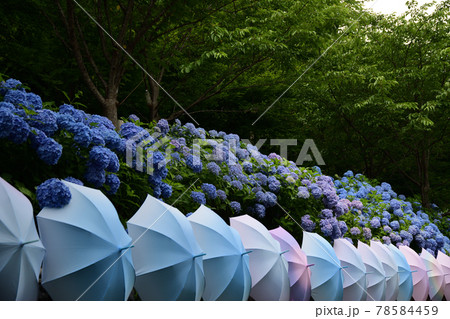 紫陽花と傘　＜法多山＞ 78584459