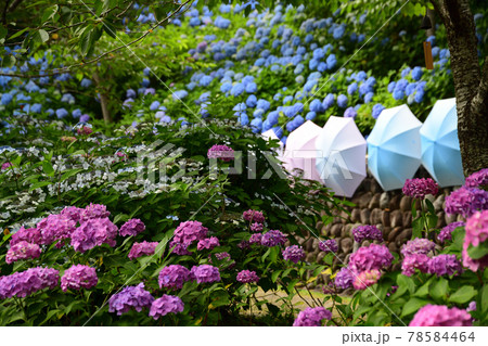 紫陽花と傘　＜法多山＞ 78584464
