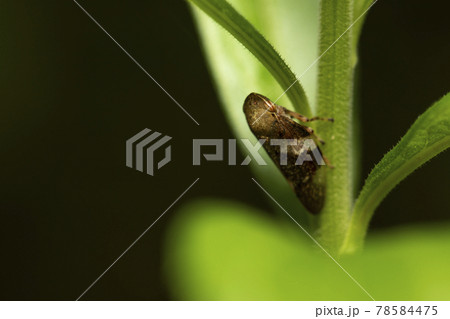 シロオビアワフキ 78584475