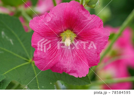 ひっそりと咲く満開の濃いピンクのアオイの花の写真素材