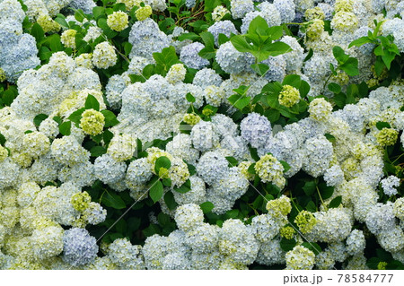 紫陽花526 78584777