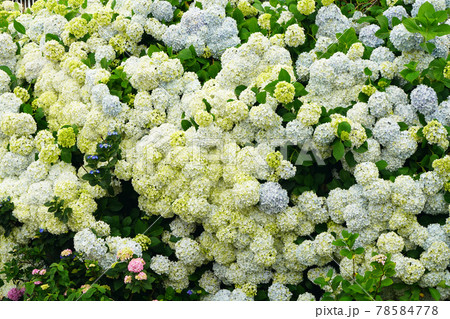 紫陽花528 紫陽花528 78584778