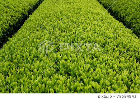 新芽のお茶畑 新芽のお茶畑 78584943