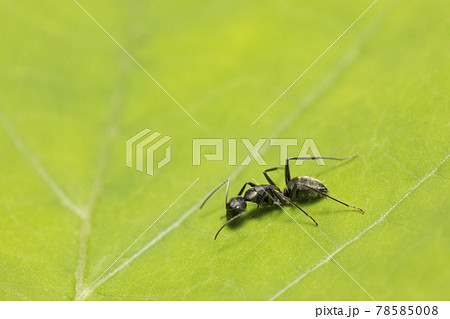 クロオオアリ クロオオアリ 78585008