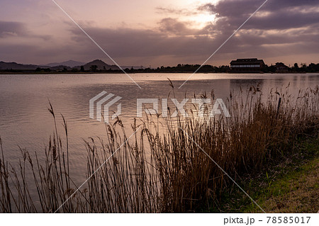 鳥取県米子市　春の米子水鳥公園の夕景 78585017
