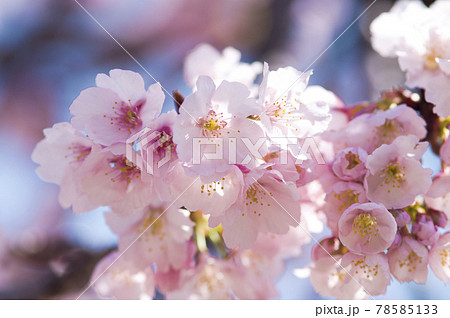 青空の下に桜の花が咲いています 桜の名前は大寒桜 オオカンザクラ です の写真素材