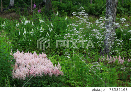 北海道 ガーデン街道 大雪森のガーデン 北海道 ガーデン街道 大雪森のガーデン 78585163