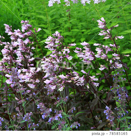 北海道 ガーデン街道 大雪森のガーデン 北海道 ガーデン街道 大雪森のガーデン 78585165