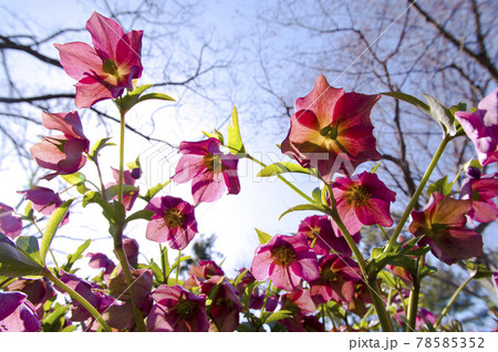 クリスマスローズの花が咲いています。学名はHelleborusです。 78585352