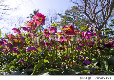 クリスマスローズの花が咲いています。学名はHelleborusです。 78585353