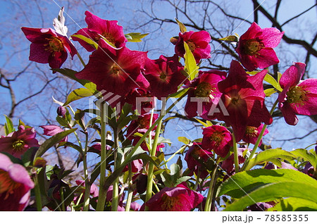 クリスマスローズの花が咲いています。学名はHelleborusです。 クリスマスローズの花が咲いています。学名はHelleborusです。 78585355