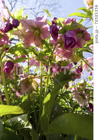 クリスマスローズの花が咲いています。学名はHelleborusです。 クリスマスローズの花が咲いています。学名はHelleborusです。 78585356