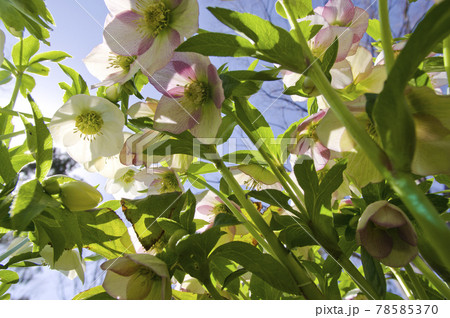 クリスマスローズの花が咲いています。学名はHelleborusです。 クリスマスローズの花が咲いています。学名はHelleborusです。 78585370