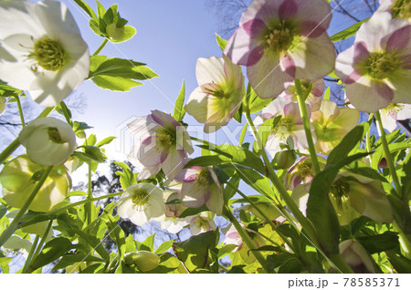 クリスマスローズの花が咲いています。学名はHelleborusです。 クリスマスローズの花が咲いています。学名はHelleborusです。 78585371