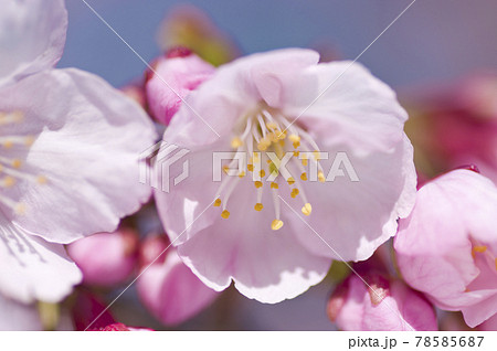 桜の花のクローズアップ写真です 桜の名前は大寒桜 オオカンザクラ です の写真素材