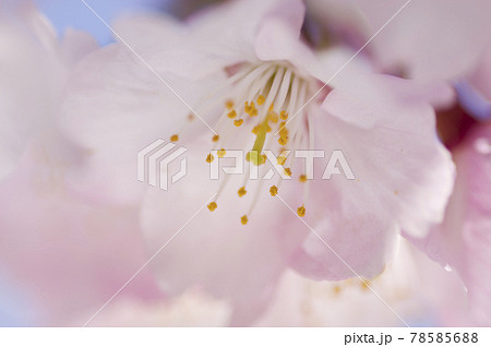 桜の花のクローズアップ写真です 桜の名前は大寒桜 オオカンザクラ です の写真素材