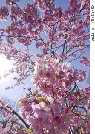 青空の下に桜の花が咲いています。桜の名前はカワヅザクラ（河津桜）です。。 78585888