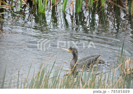 池間島／湿原の川鵜 78585889
