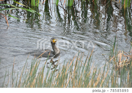 池間島／湿原の川鵜 78585893
