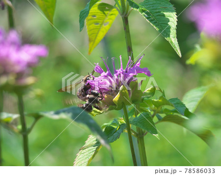 外来種タイワンタケクマバチ　オス2匹がモナルダで吸蜜中 78586033