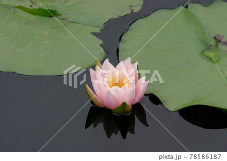 スイレン　睡蓮　ピーチ・グロウ 78586187