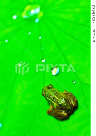 ハスの葉で休息するカエル君 ハスの葉で休息するカエル君 78586432