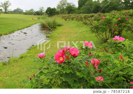 北海道 六花の森 北海道 六花の森 78587218
