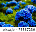 花びらが青く染まった紫陽花 78587239