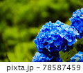 花びらを青色に染めている紫陽花 78587459