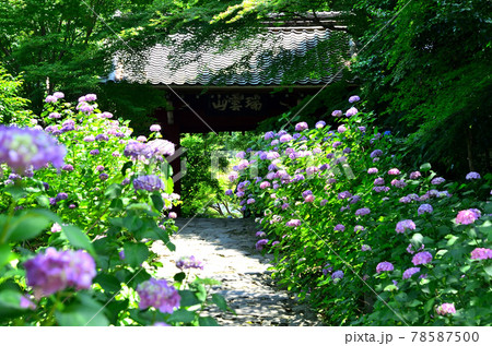 本光寺　あじさいの参道 78587500