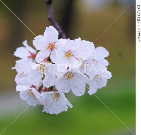 雨の日の桜並木 雨の日の桜並木 78587533