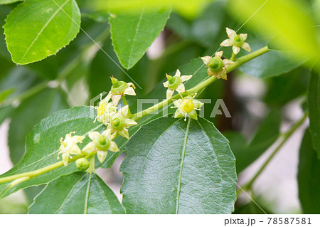 ナツメの雄花と雌花の写真素材