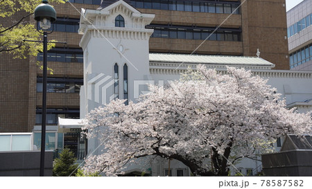 横浜、横浜海岸教会と満開の桜 78587582