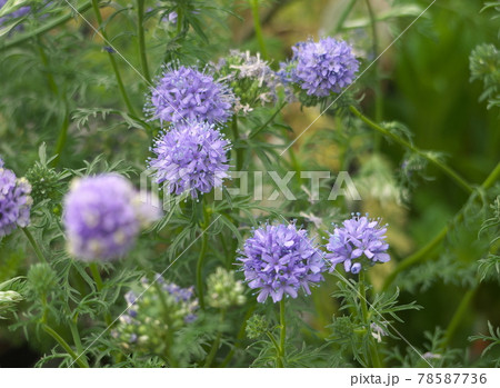 ギリア・レプタンサ 78587736