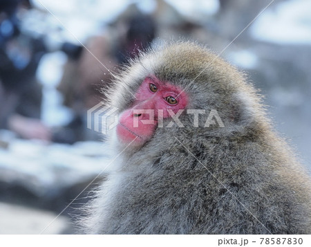 地獄谷の猿 地獄谷の猿 78587830