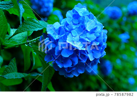 咲き誇るきれいで華やかなアジサイの花 咲き誇るきれいで華やかなアジサイの花 78587982