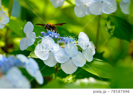 咲き誇るきれいで華やかなアジサイの花 咲き誇るきれいで華やかなアジサイの花 78587996